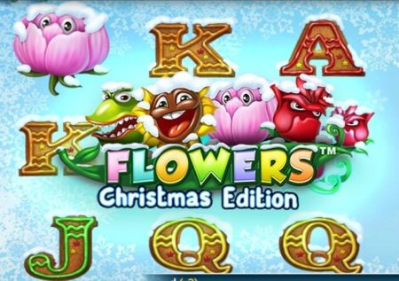 Flowers Christmas Edition